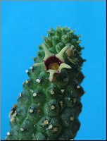 Echidnopsis radiens